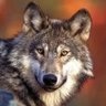 TW Wolf 🌊🔶 🇺🇦's profile picture