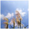 凉风有序's profile picture