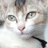 Profilbild von Kanili N