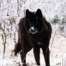 Wolfje profil fotoğrafı