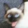 Profilbild von RHODA