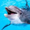 Evitable Lord Tursiops Truncatus's profile picture
