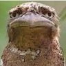 يعسوب's profile picture