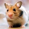Hefty Hamster 的头像