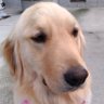 ねぎっち profil fotoğrafı
