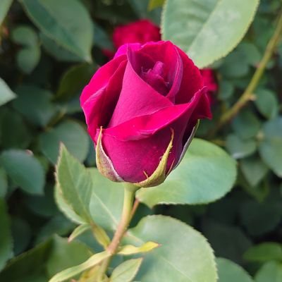 naoh_b2's profile picture