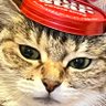 たんたかたん profil fotoğrafı