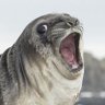 StartledSeal's profile picture