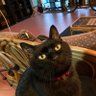 おばちゃんデス🐾's profile picture