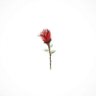 Фото профиля indy🌹 vai ver fortpeat