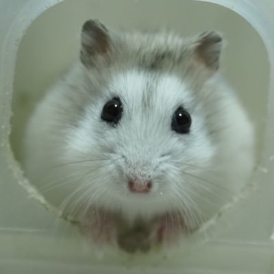 maki🐿's profile picture