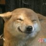 Profilbild von Nuggethead