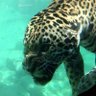 Aquatic Jaguar 的头像
