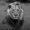 peter ndubueze profil fotoğrafı