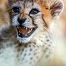 یوز ایران's profile picture