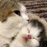 kitty_smooches profil fotoğrafı