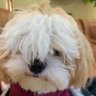 にけと八咫's profile picture