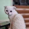 Mustafa's profile picture