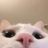 Profilbild von Pranfar_