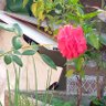 Фото профиля mariaelenacotez