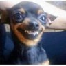 Chris Herbert's profile picture