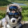 Profilbild von stone 猫将军
