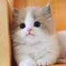Awesome puppys and kittys 的头像