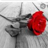 Kamu Davalarına AF... profil fotoğrafı