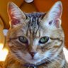 🇫🇷 Misu 🇫🇷's profile picture