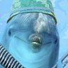 FreddyTheDolphinShepherd's profile picture
