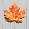 T. Atkinson 🇨🇦 profil fotoğrafı