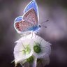 Фото профиля Blue Butterfly 🦋🌹