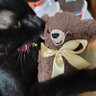 kuma-san29 profil fotoğrafı