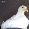 Diana Miller profil fotoğrafı
