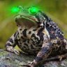 Profilbild von Toad