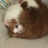 srbboo profil fotoğrafı