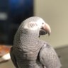 RelentlessChirp profil fotoğrafı