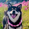 Profilbild von 🐕ぽちゃこつ7.18🐕