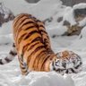 腾少 profil fotoğrafı