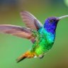Colibri 的头像