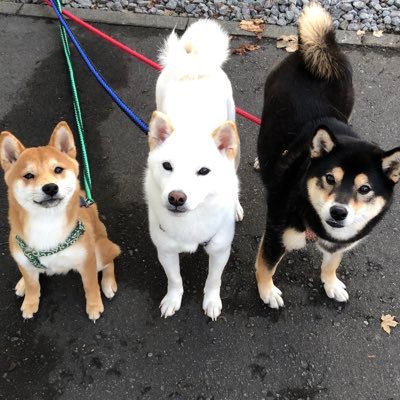 柴犬とゴールデンレトリバー's profile picture