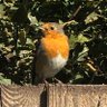 Andy Bird profil fotoğrafı