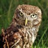 Arome profil fotoğrafı
