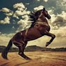 B.YAZEED 55 profil fotoğrafı