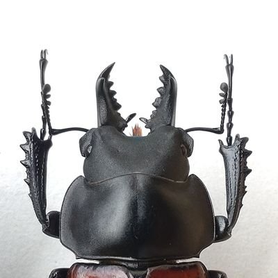 oba72367r's profile picture