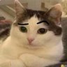 Profilbild von panda