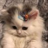 هدوء | صلو على النبي's profile picture