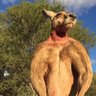 Muscle_marsupial profil fotoğrafı
