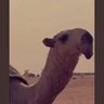 Profilbild von فواز الرويل