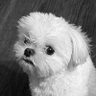 谷哥's profile picture